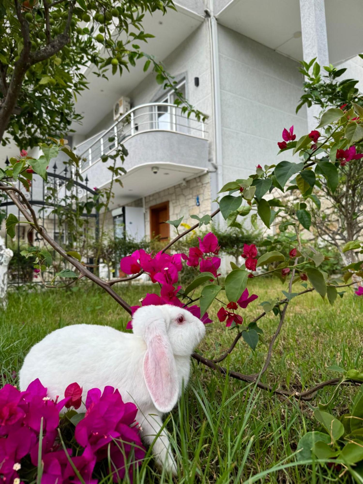 Villa Bodini هيماري المظهر الخارجي الصورة